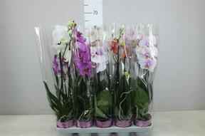 Phalaenopsis mix 2tak 16+