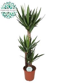 Yucca 3PP