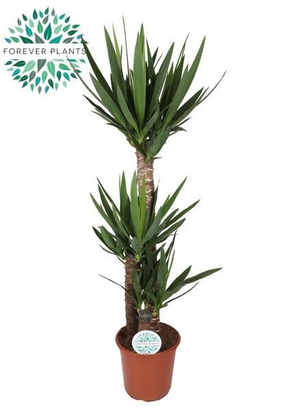Yucca 3PP