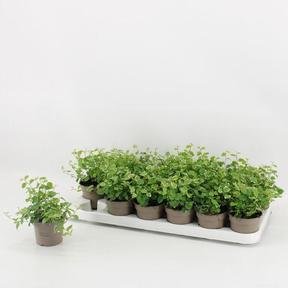 Ficus pumila