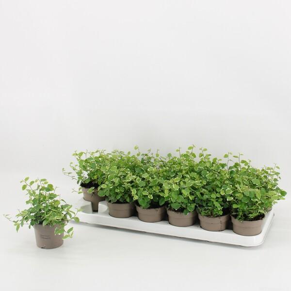 Ficus pumila