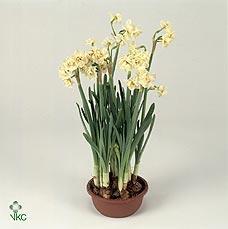 Narcis Tazetta sklo