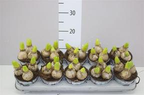 Hyacinthus White Pearl