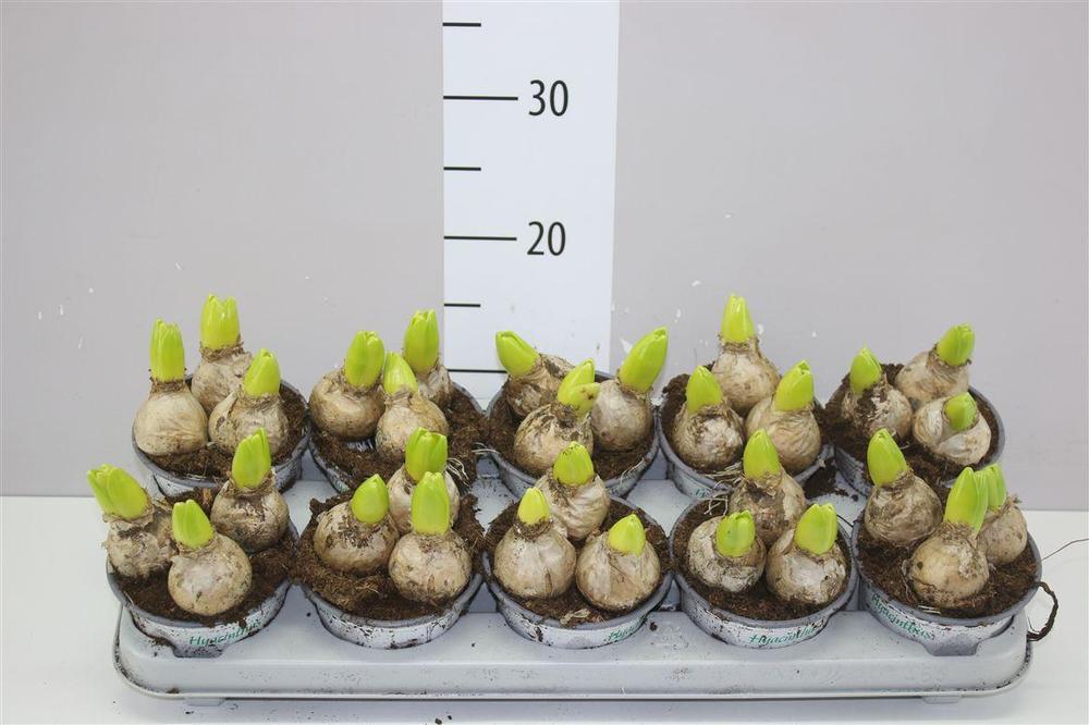 Hyacinthus White Pearl