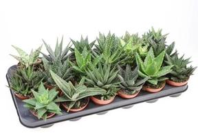 Aloe mix