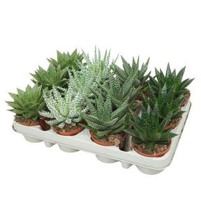 Aloe mix