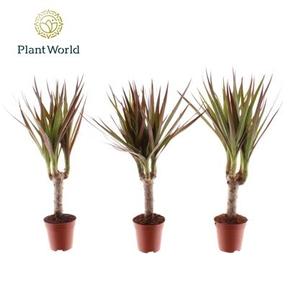 Dracaena marg. kmínek