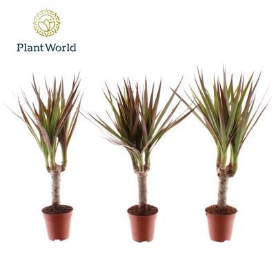 Dracaena marg. kmínek