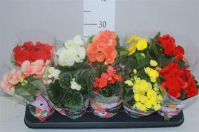 Begonia elatior