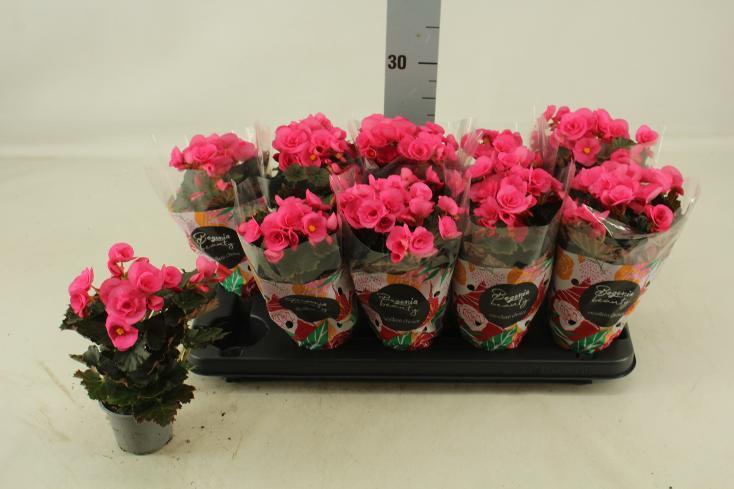 Begonia elatior