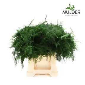 Zeleň - asparagus setaceus