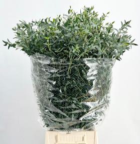 Zeleň - eucalyptus parvifolia per bos