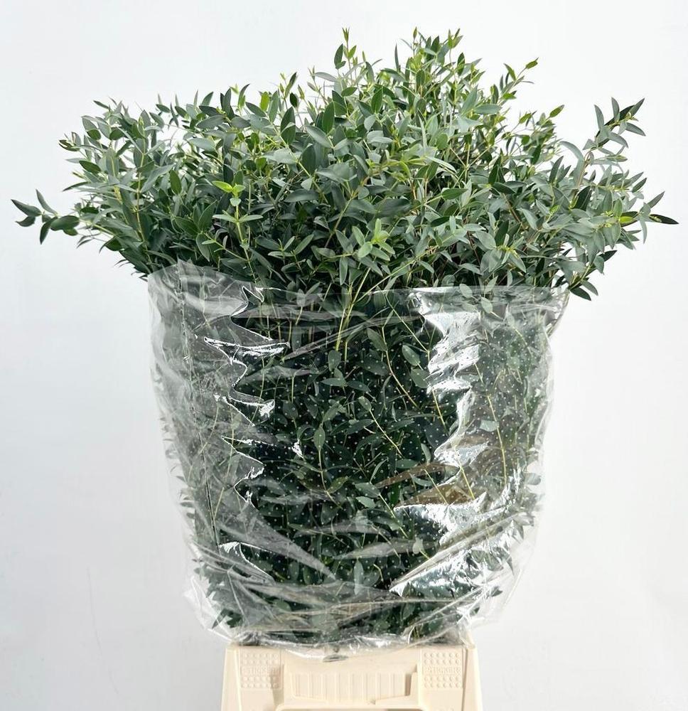 Zeleň - eucalyptus parvifolia per bos