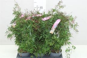 Jasminum polyanthum kruh