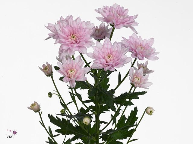 Chrys tr baltica pink