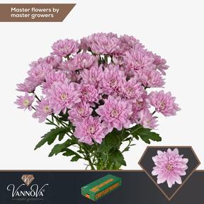 Chrys tr baltica pink
