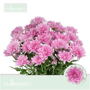 Chrys tr baltica pink
