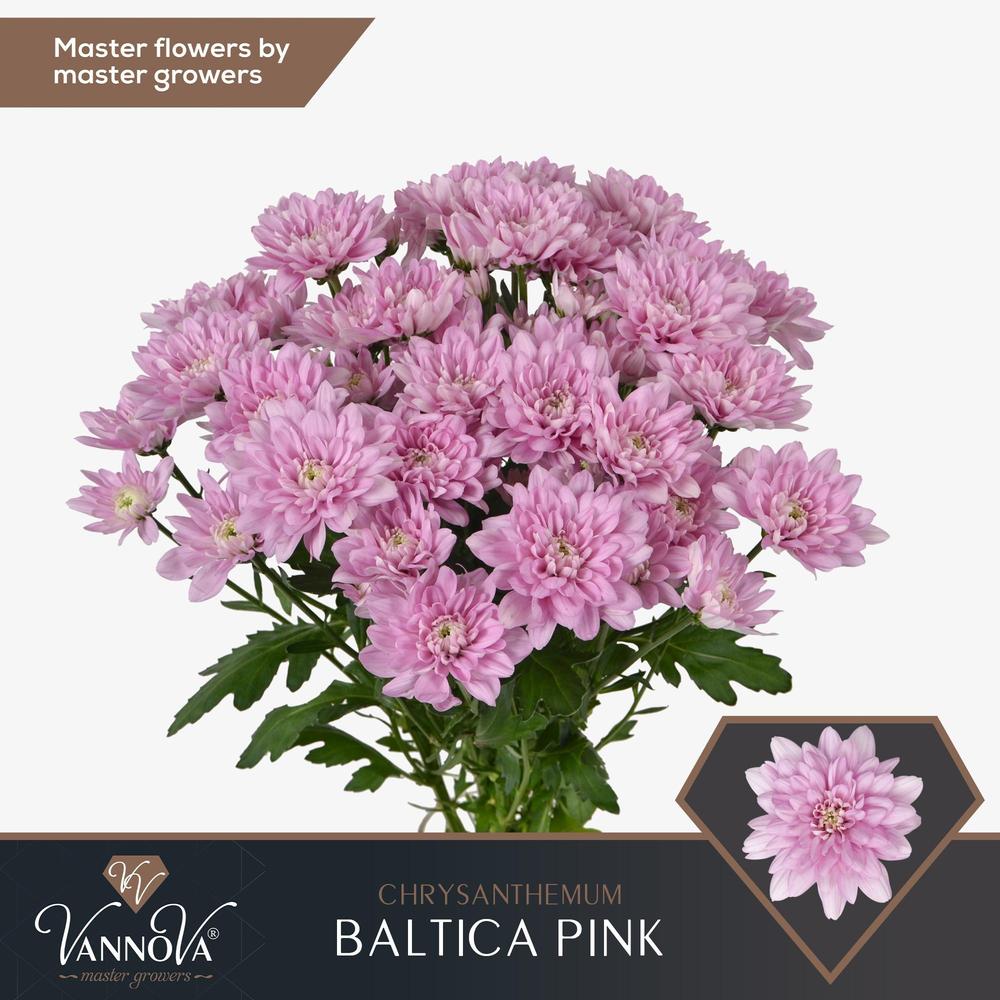 Chrys tr baltica pink