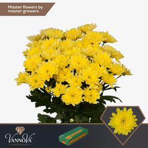 Chrys tr baltica yellow