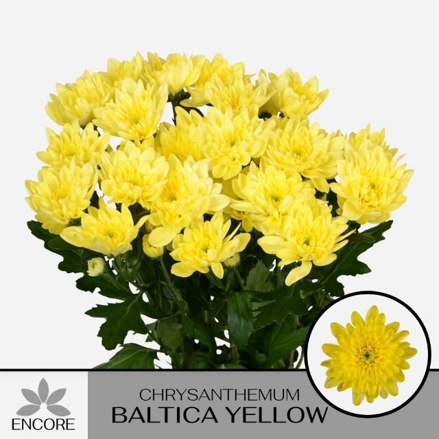 Chrys tr baltica yellow