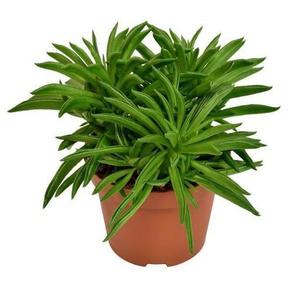Peperomia Happy Bean