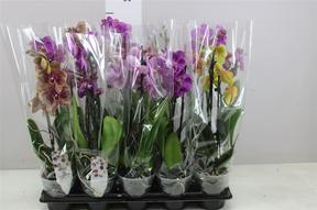 Phalaenopsis mix 2tak 12+