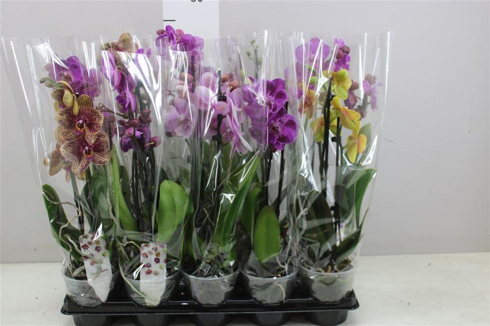 Phalaenopsis mix 2tak 12+