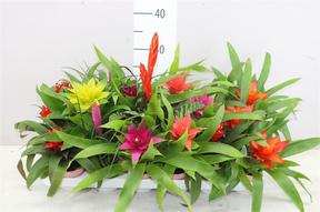 Bromelia mix keramika
