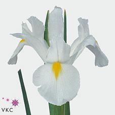 Iris white magic