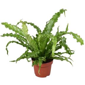 Asplenium antiquum Osaka