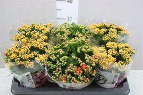 Kalanchoe special mix