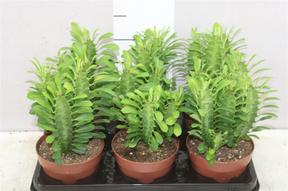 Euphorbia trigona mix