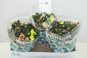 Chrysanthemum miska Carnaval