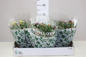 Chrysanthemum miska Carnaval