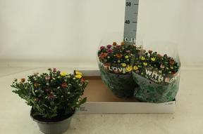 Chrysanthemum miska Carnaval
