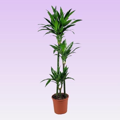 Dracaena fra. Janet Lind 75-45-15