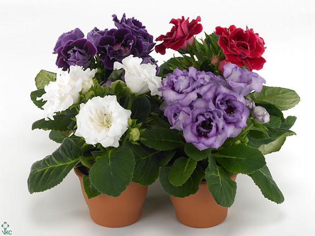 Sinningia Brocade mix