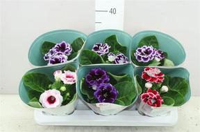 Sinningia Brocade mix