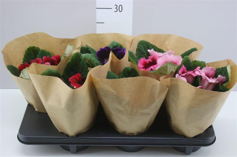 Sinningia Brocade mix