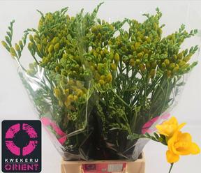 Freesia du soleil