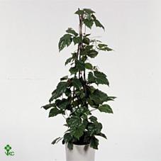Cissus CZ