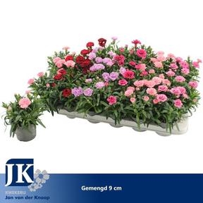 Dianthus mix NL