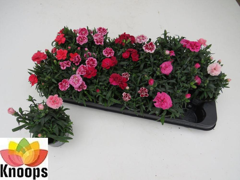 Dianthus mix NL