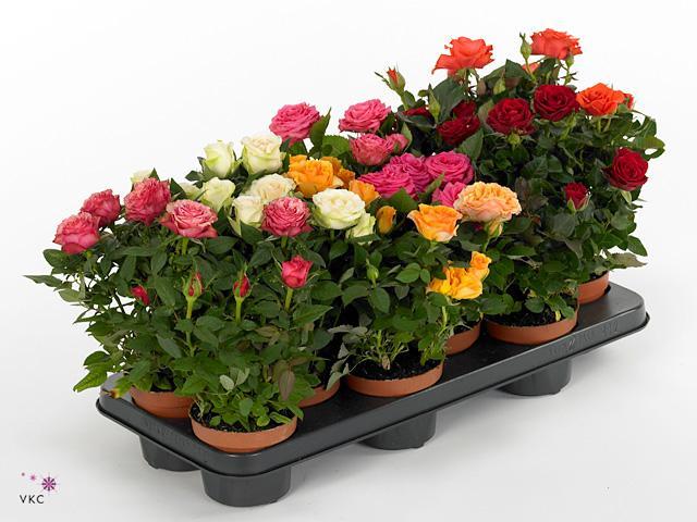 Rosa Grande mix