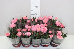 Rosa Grande mix