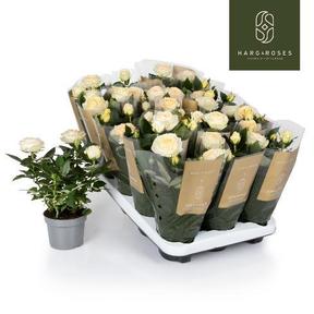 Rosa Grande mix