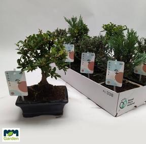 Bonsai