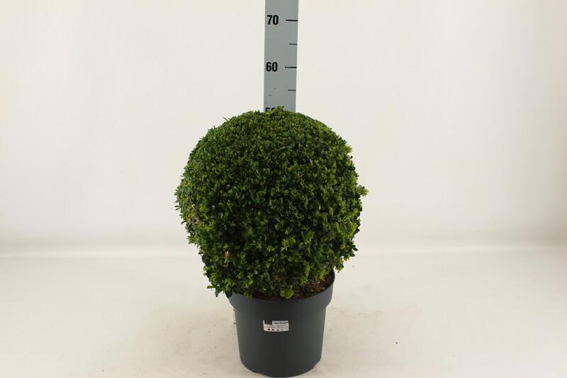 Buxus koule 35+