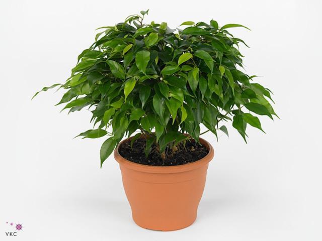 Ficus benj. Green Kinky