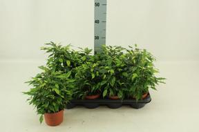 Ficus benj. Green Kinky